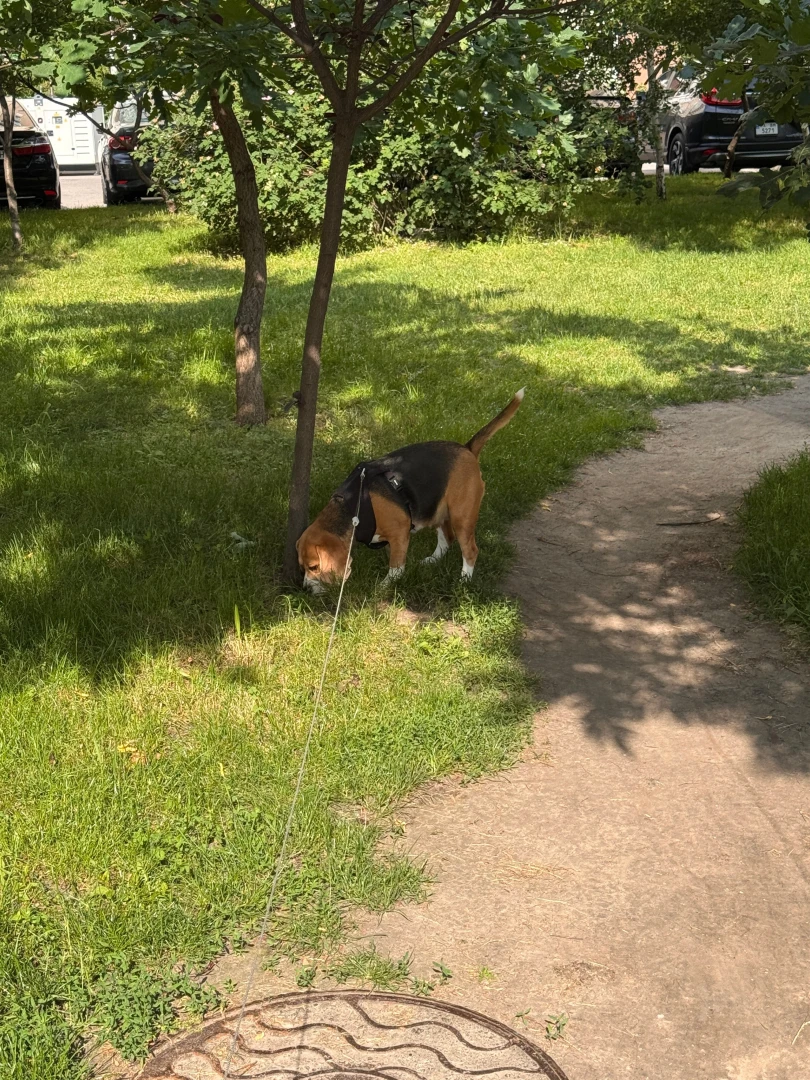 Walks with this sniffer are like detective missions today s crime 