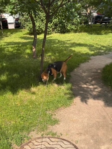 Walks with this sniffer are like detective missions today s crime