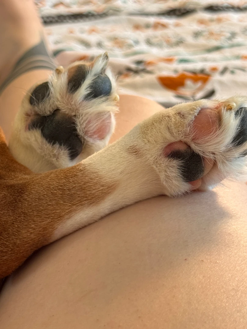 Small paws big heart 
