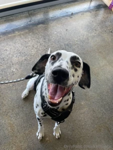 Do you know i have a dalmatian this is my girlie - leyla do you have