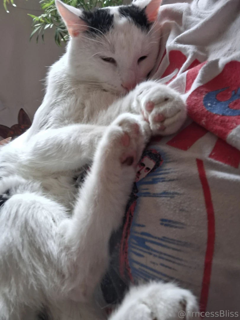 Kitty photo shoot of cuddles he wanted booba time yesterday part 1 