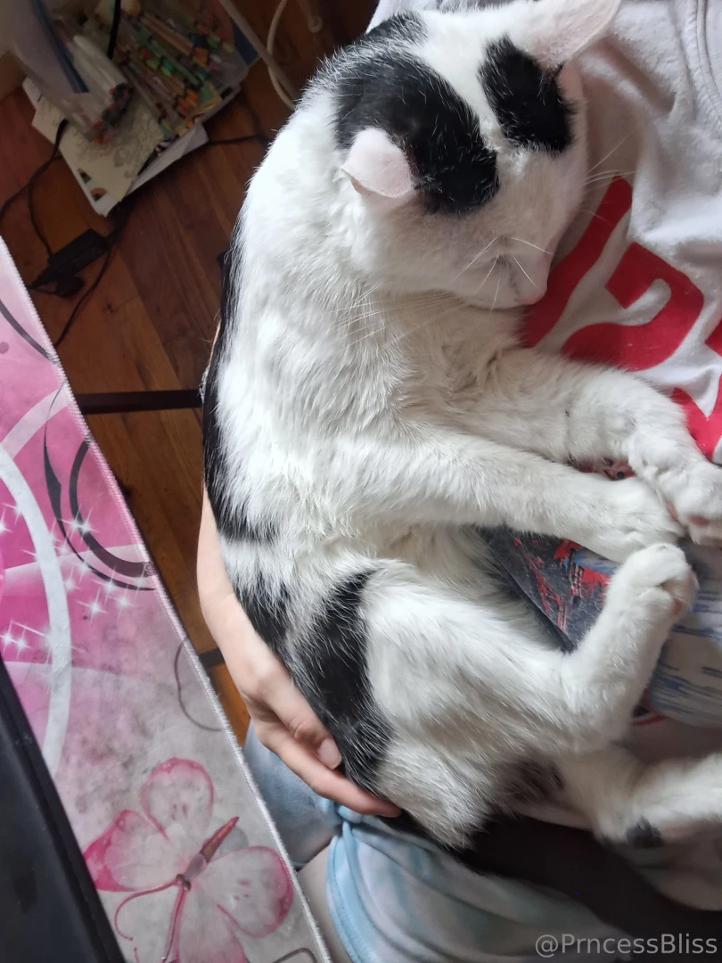 Kitty photo shoot of cuddles he wanted booba time yesterday 