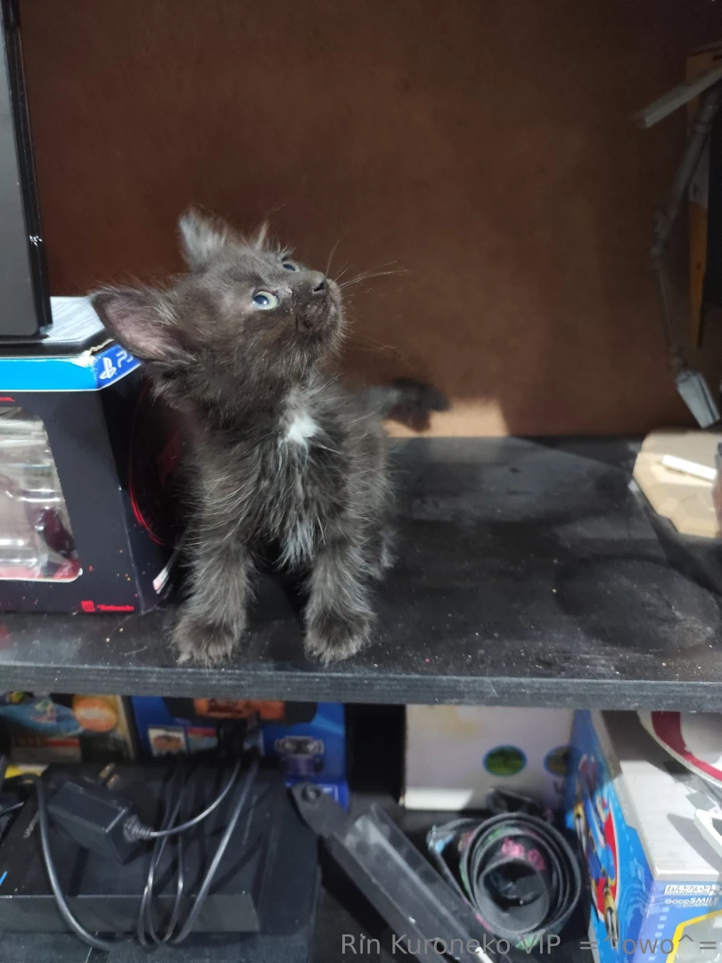 Huy amigos pues los actualizo uwu se enfermo un michito el peque o 