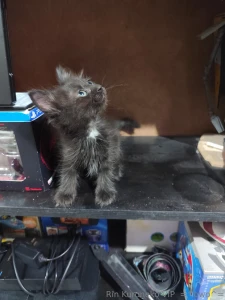 Huy amigos pues los actualizo uwu se enfermo un michito el peque o