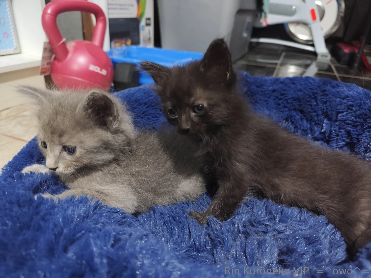 Les tengo que presumir a los minimichis xd cual les gusta mas emil 