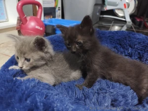 Les tengo que presumir a los minimichis xd cual les gusta mas emil