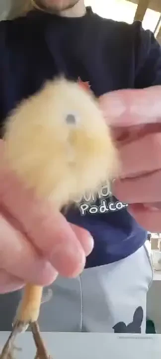 My waddler is front and centre 