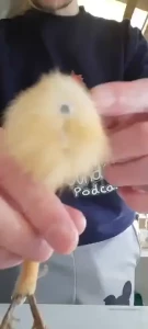 My waddler is front and centre