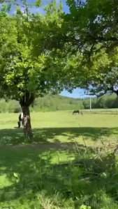 Some pics and short video from last days part 1