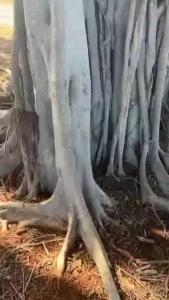 I fell in love today i went past this tree on a drive and had to turn