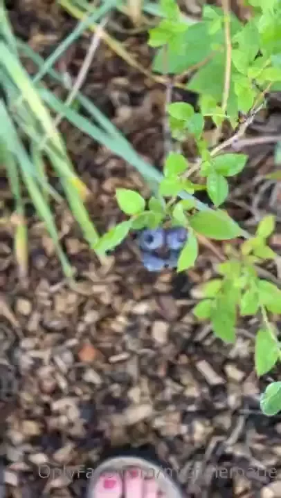 First ripe blueberries of the season what s your favorite fruit 