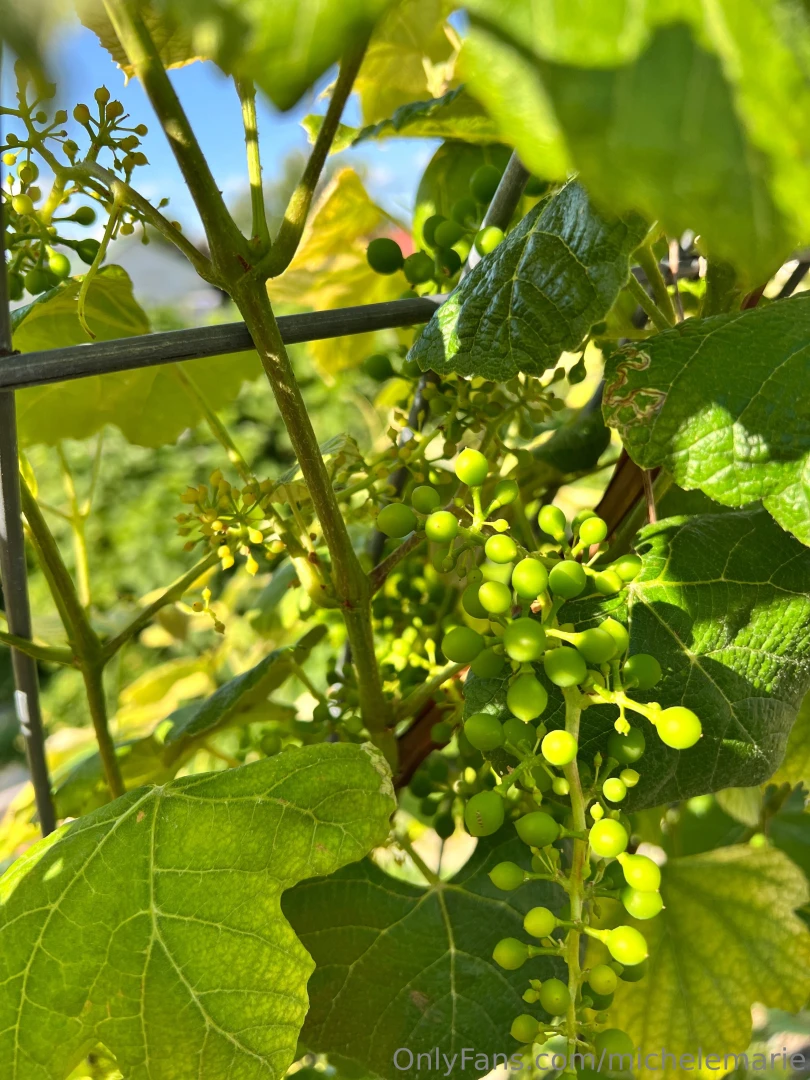 A few of my favorite parts of my garden this year can you name them 