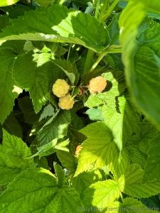 A few of my favorite parts of my garden this year can you name them part 1