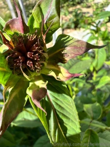 A few of my favorite parts of my garden this year can you name them part 3