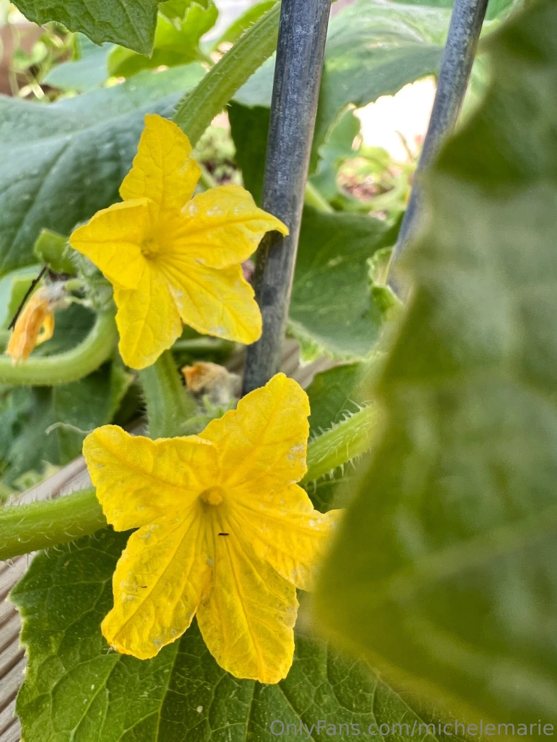 A few of my favorite parts of my garden this year can you name them part 4 