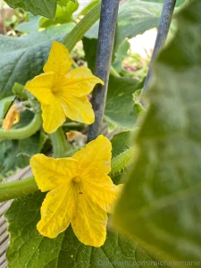 A few of my favorite parts of my garden this year can you name them part 4