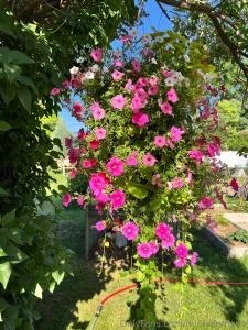 A few of my favorite parts of my garden this year can you name them part 2