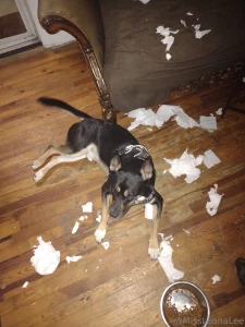 My dog eats my new toilet paper