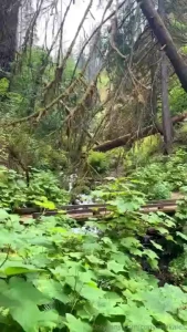 Missing oregon can t wait to go back with the rv