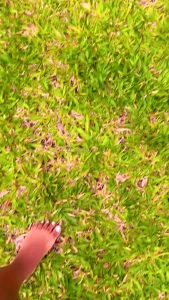 Grounding my sexy feet and toes outside