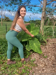 The taro growing underneath this mulch pile is looking so healthy