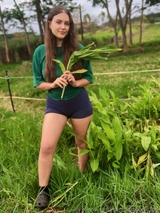 Picking some wild ginger