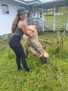 This is my oldest cow blumie she s 24 years old i got her some years part 1