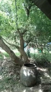 Taking a bath in the garden is so relaxing