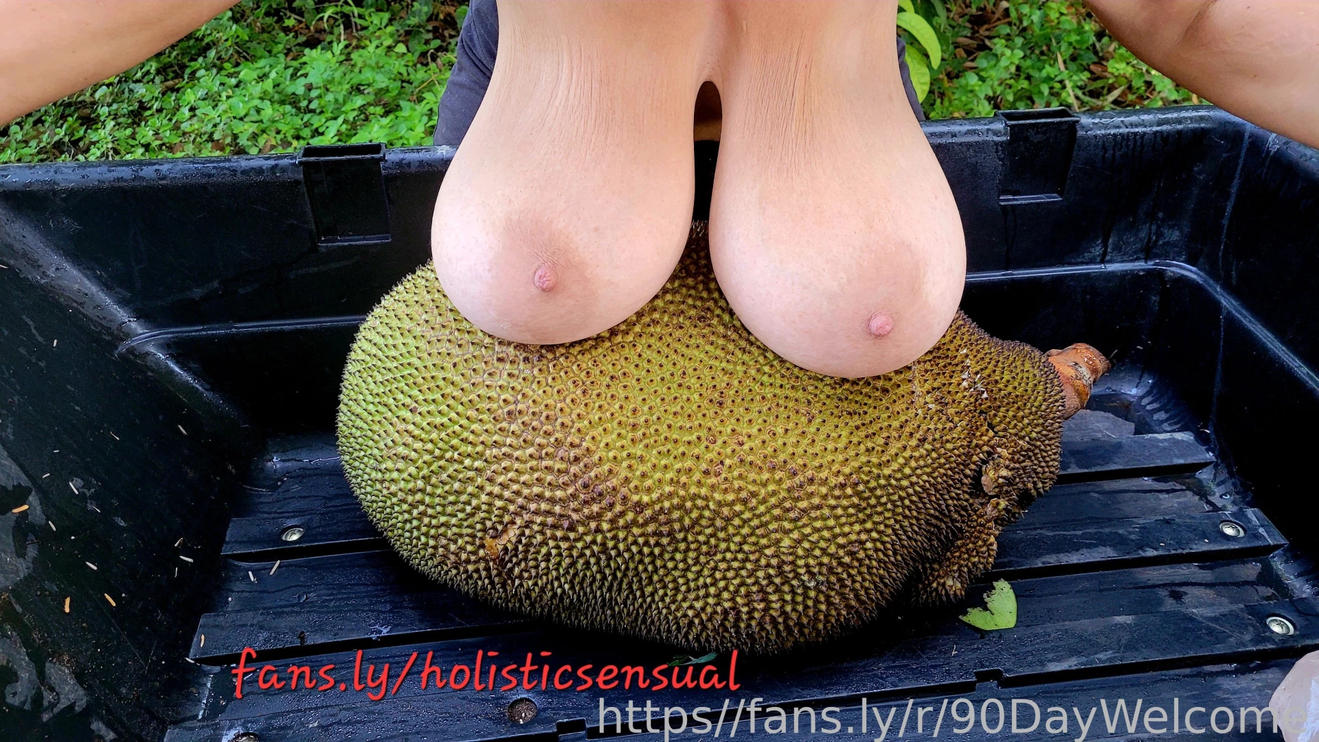 My huge mellows shrink in comparison to this huge 60 pound jackfruit 