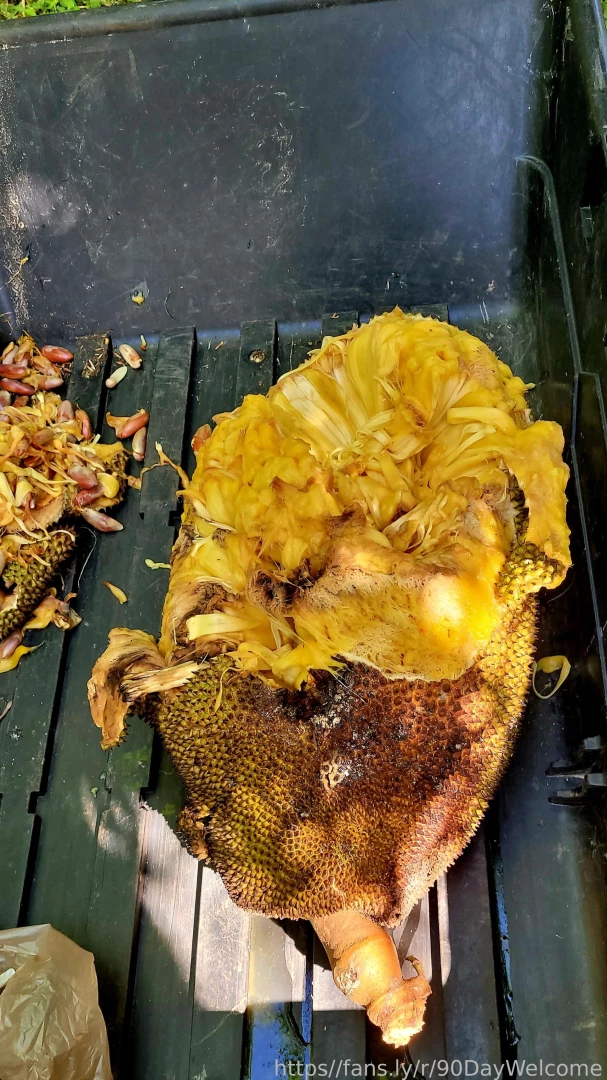 My huge mellows shrink in comparison to this huge 60 pound jackfruit part 1 