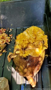 My huge mellows shrink in comparison to this huge 60 pound jackfruit part 1