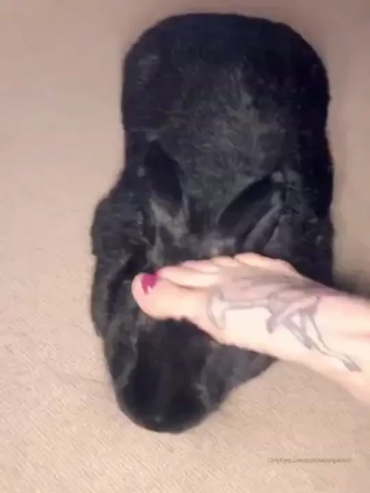 Who s a lucky bunny this is my big boy he s a flemish giant and his 