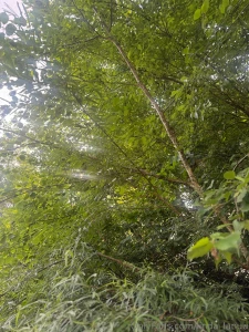 Jane in the woods wo ist mein tarzan