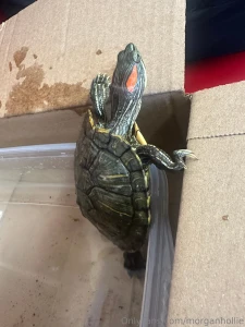 Turtle fund as some of you may know i was late to my live yesterday