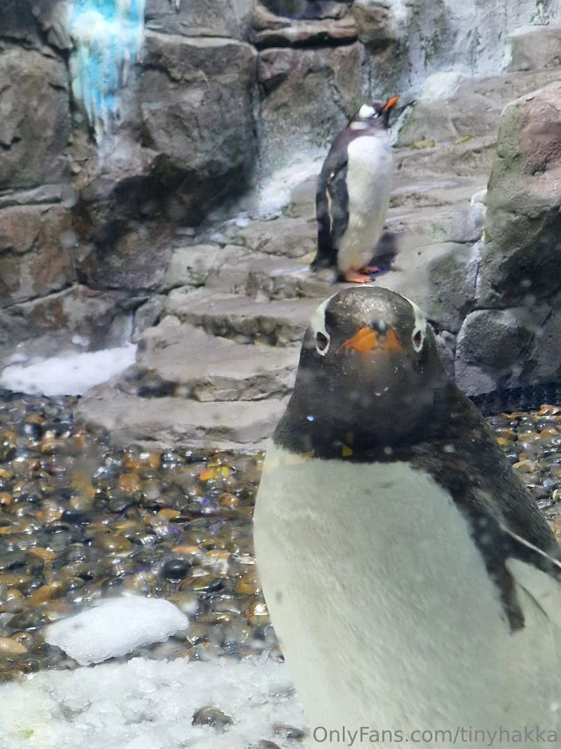 I went to the zoo look here is such cute penguin it looks so dumb and 