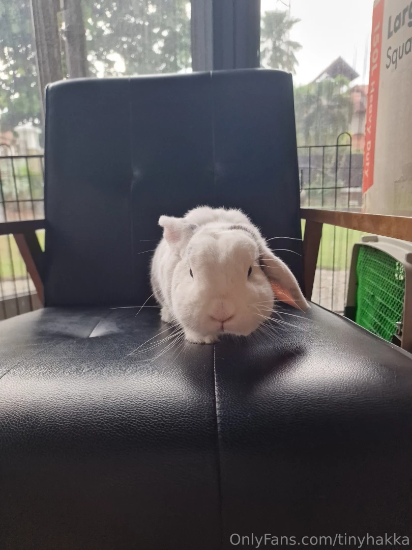 Dyed my hair again b4 taking this pic heres a little shot of my bunny 