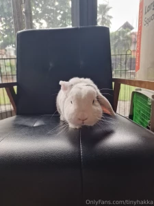 Dyed my hair again b4 taking this pic heres a little shot of my bunny