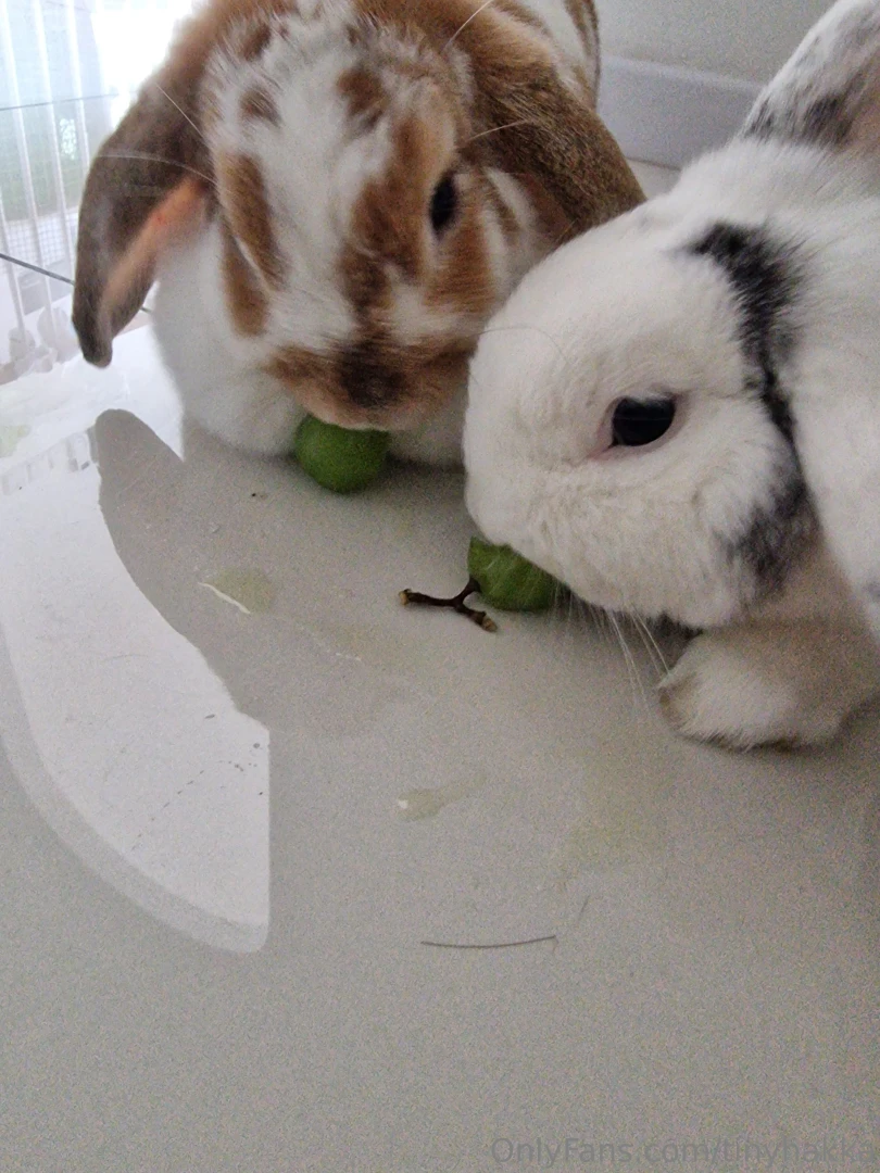 Wow look at the bunnies patchy and caramel devouring the grape grape 