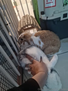 Patchy and caramel 3 they are the cutest and sweetest bunnies you part 1