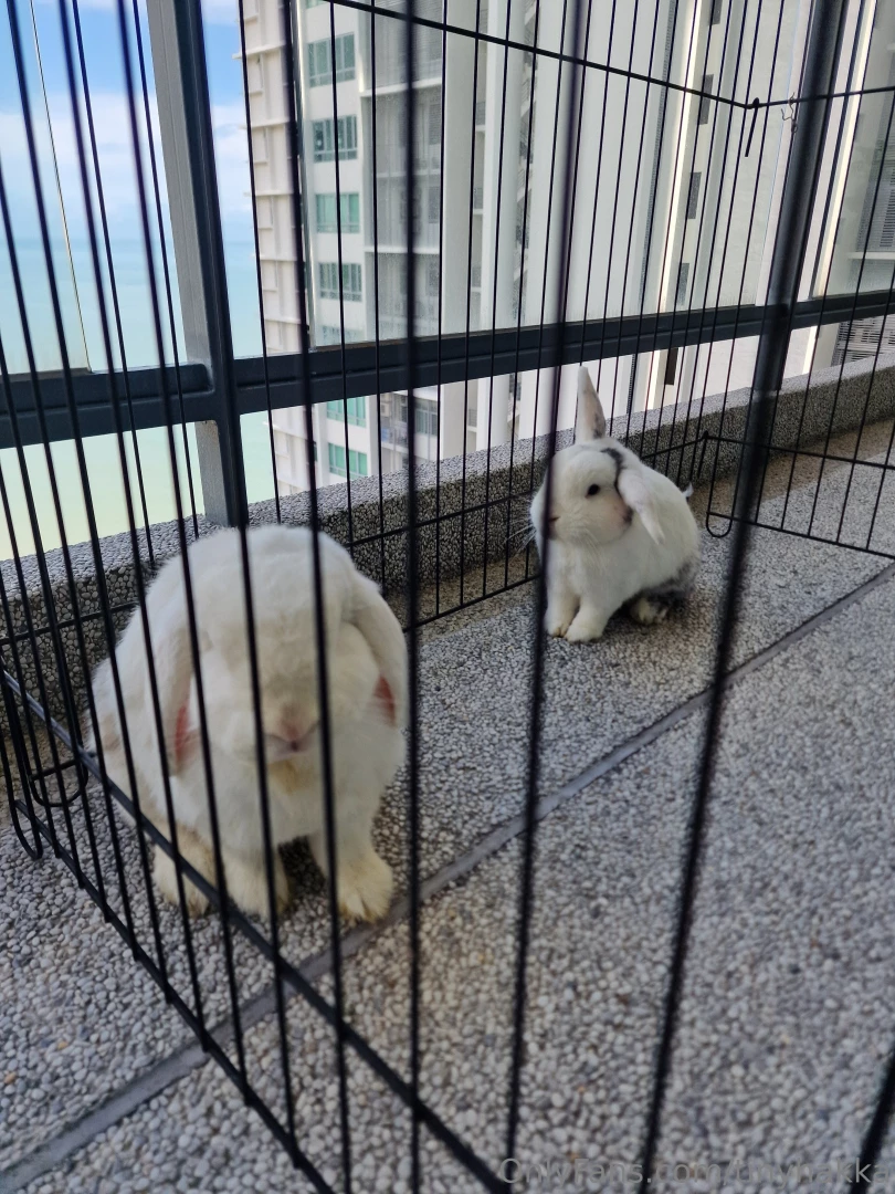 Helloooo how is everyone doing i ve been vv busy i brought my rabbits 