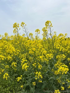 Playing between this flower were so relaxing