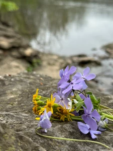 I sent out a couple little pics by the river to those on my list who