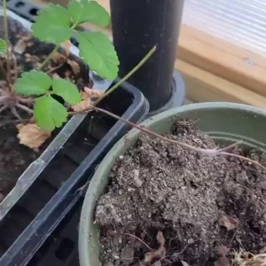 Last year s ukrainian strawberries are liking the warm weather in my