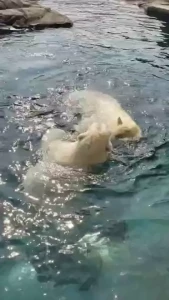 I went to the zoo again today i think i may need to buy a membership