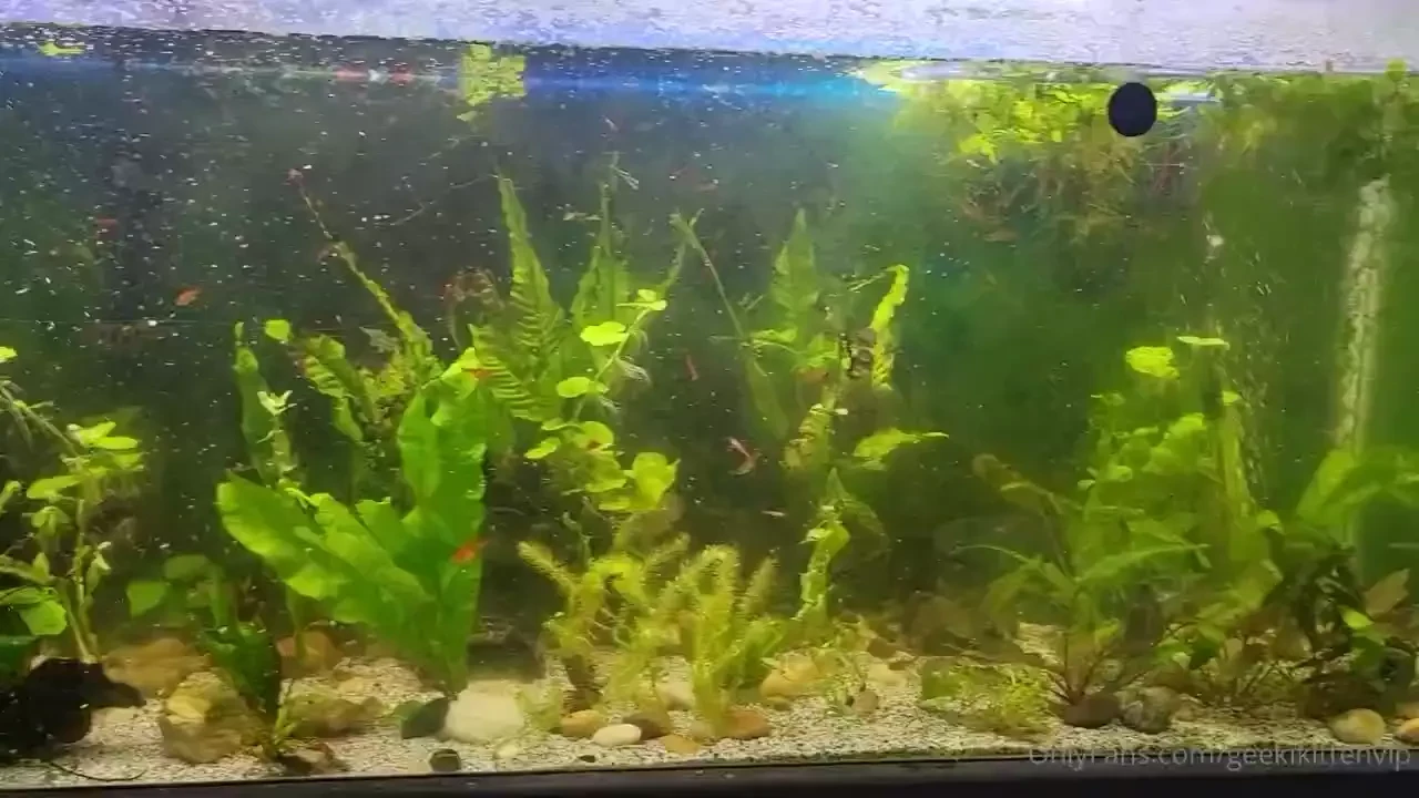 Fish tank update cleaned my filters yesterday and did small water part 9 