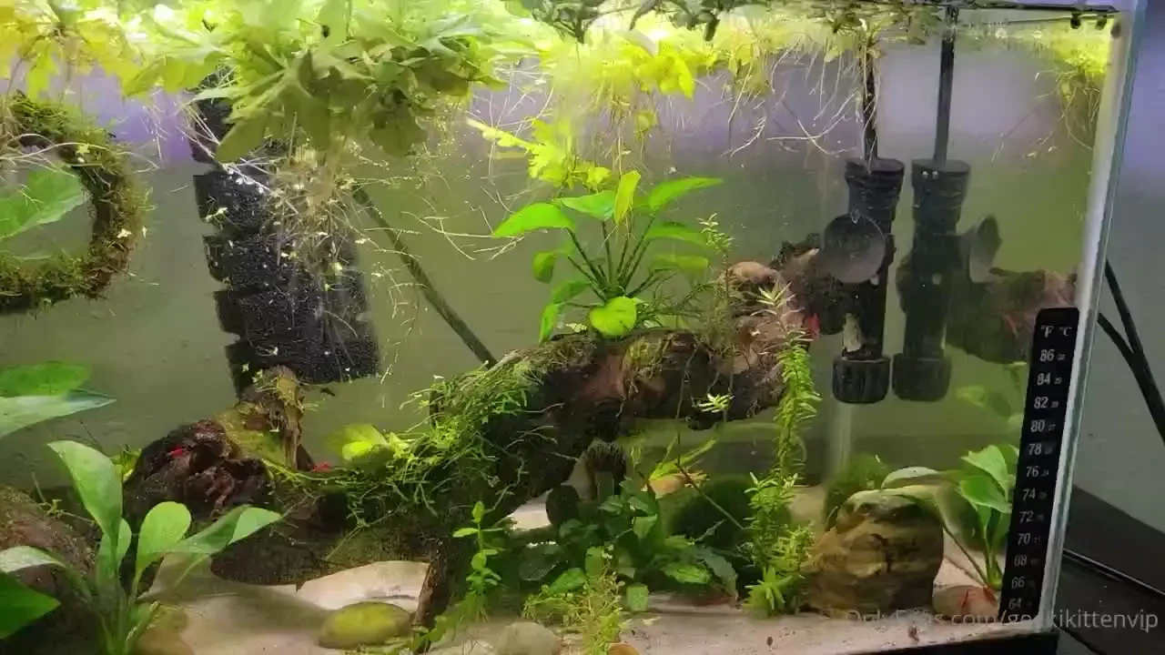 Fish tank update cleaned my filters yesterday and did small water part 10 