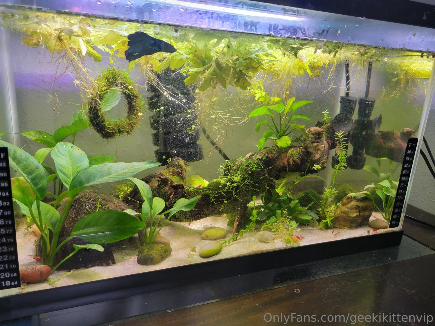 Fish tank update cleaned my filters yesterday and did small water part 8 