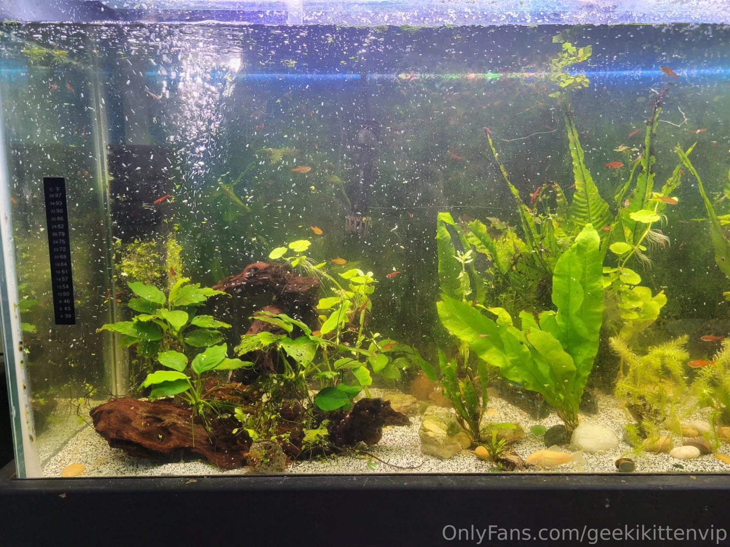 Fish tank update cleaned my filters yesterday and did small water part 4 