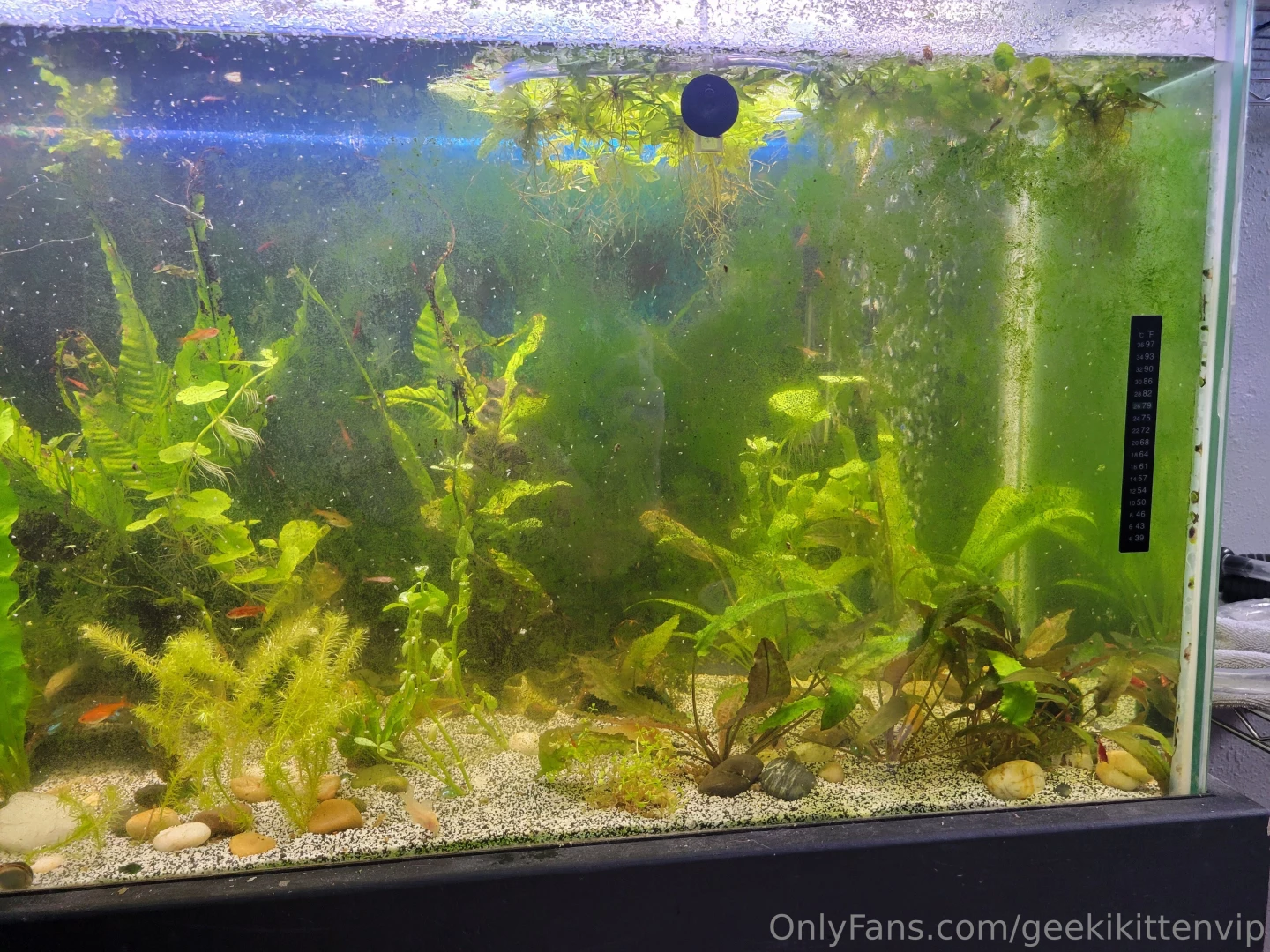 Fish tank update cleaned my filters yesterday and did small water part 1 