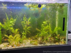 Fish tank update cleaned my filters yesterday and did small water part 1